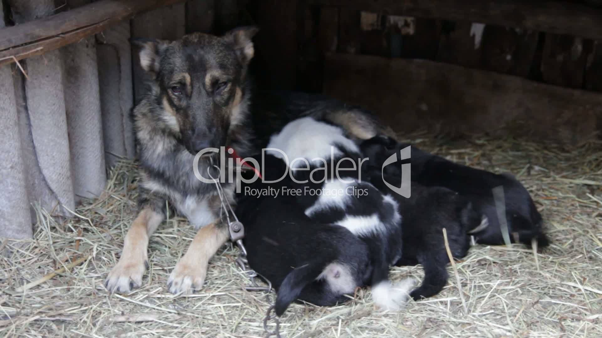hundewelpen gratis hundewelpen gratis