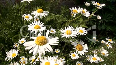 Margeriten (Leucanthemum)