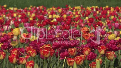 Tulpenfeld