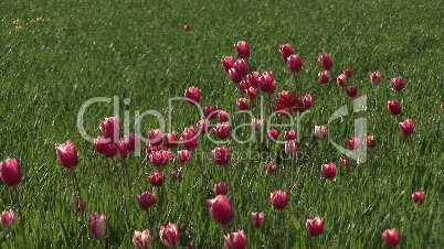 Rote Tulpen auf der Wiese