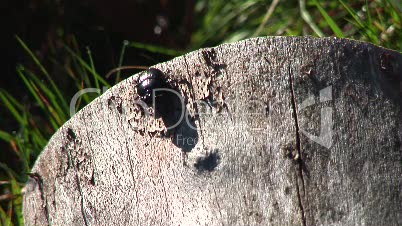Käfer auf Baumstamm