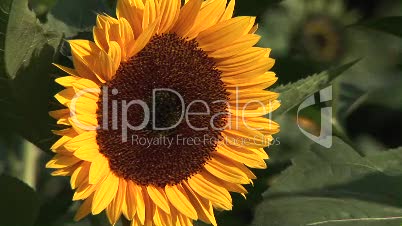 Sonnenblume