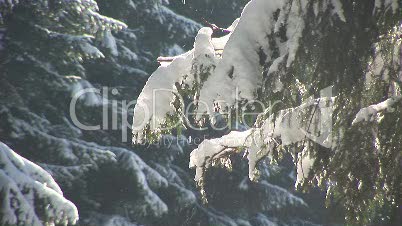 Fichten im Schnee