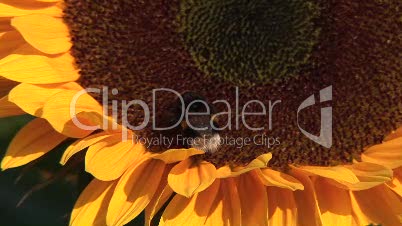 Sonnenblume mit Hunmmel