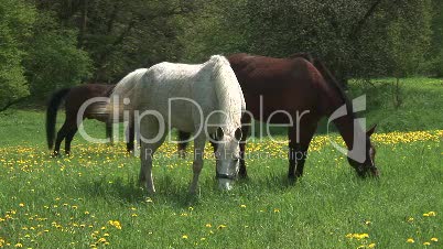 Pferde auf grüner Wiese