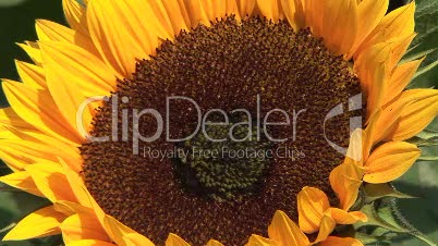 Sonnenblume