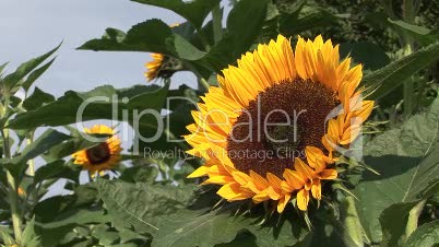 Sonnenblume