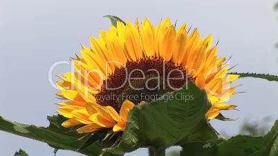Sonnenblume