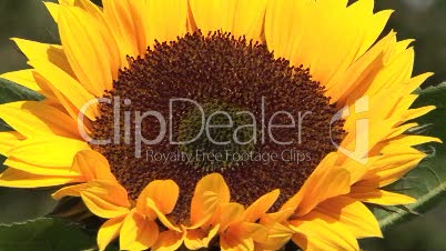 Sonnenblume