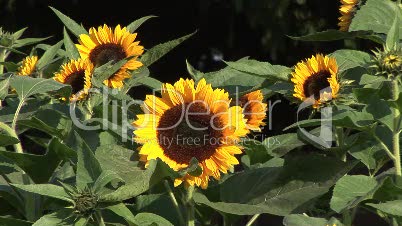 Sonnenblumenfeld