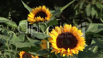 Sonnenblumenfeld