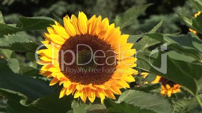 Sonnenblume