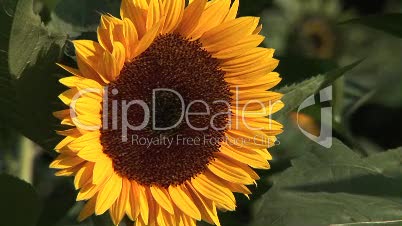 Sonnenblume