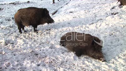 Zwei Wildschweine