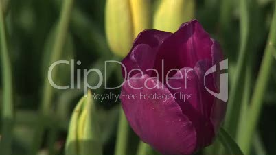 Tulpe, violett