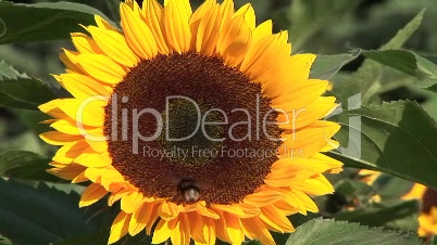 Sonnenblume