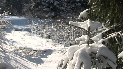 Wald im Schnee