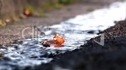 Leaf on Water