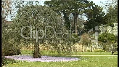 Baum im Garten