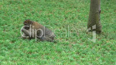 Berberaffe in einer Wiese