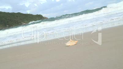Muschel am Strand mit Wellen
