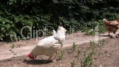 Hühner (1)