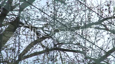 Glasfassade Spiegelung Baum Siegburg