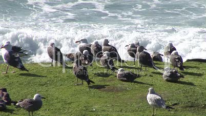 Vögel am Meer