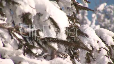 schneebedeckter Baum