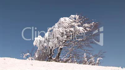 schneebedeckter Baum