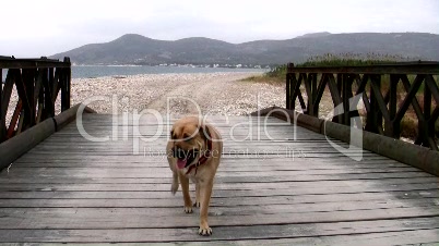 Hund geht über Holzbrücke