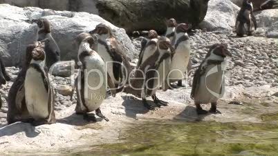 Pinguine im Tiergarten