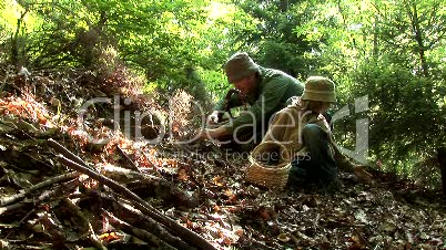 Vater und Sohn beim Pilze sammeln im Wald