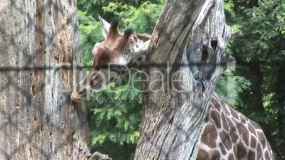 Giraffe im Zoo