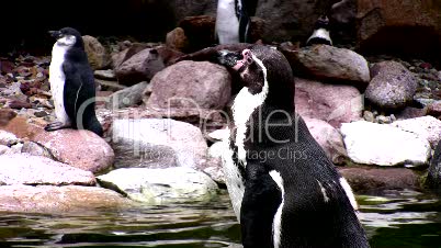 Pinguin relaxt