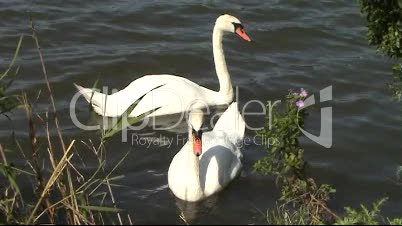 Schwäne auf dem See