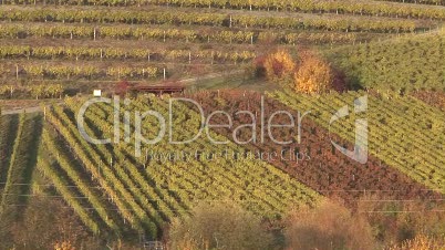 Weinbaulandschaft, Weinberge, Herbst
