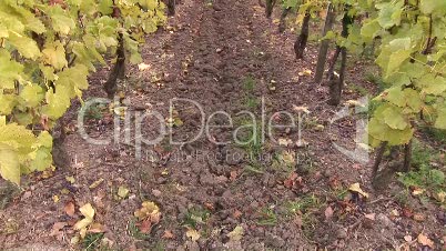 Weinbaulandschaft, Weinberge, Herbst