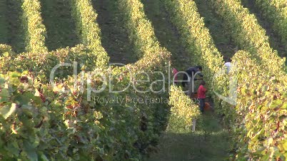 Traubenlese, Weinbaulandschaft