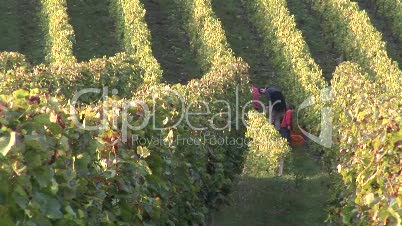 Traubenlese, Weinbaulandschaft