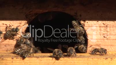 Bienen am Eingang des Bienenstocks