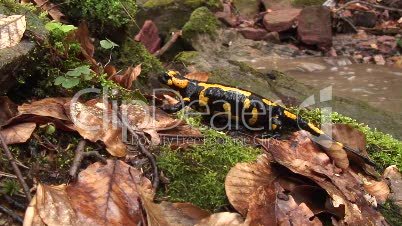 Feuersalamander