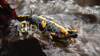 Feuersalamander