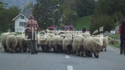 Walliser Schwarznasenschafe