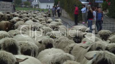 Walliser Schwarznasenschafe