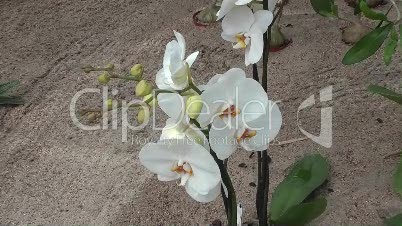 Orchideen,Ausstellung
