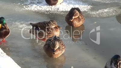 Frierende Enten auf gefrorenem See