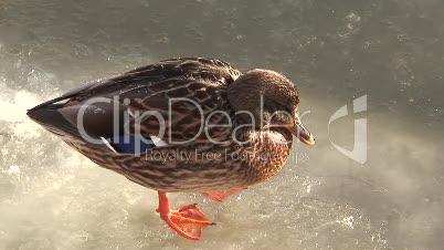 Frierende Ente auf gefrorenem See