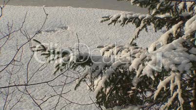 Verschneiter Tannenbaum