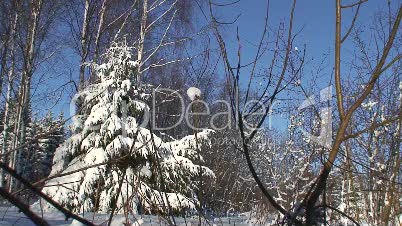 Schneebedeckter Tannenbaum